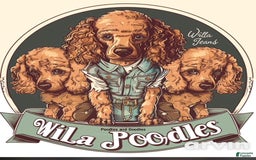 Goldendoodle dogs for sale: Lillies Litter - Image 5