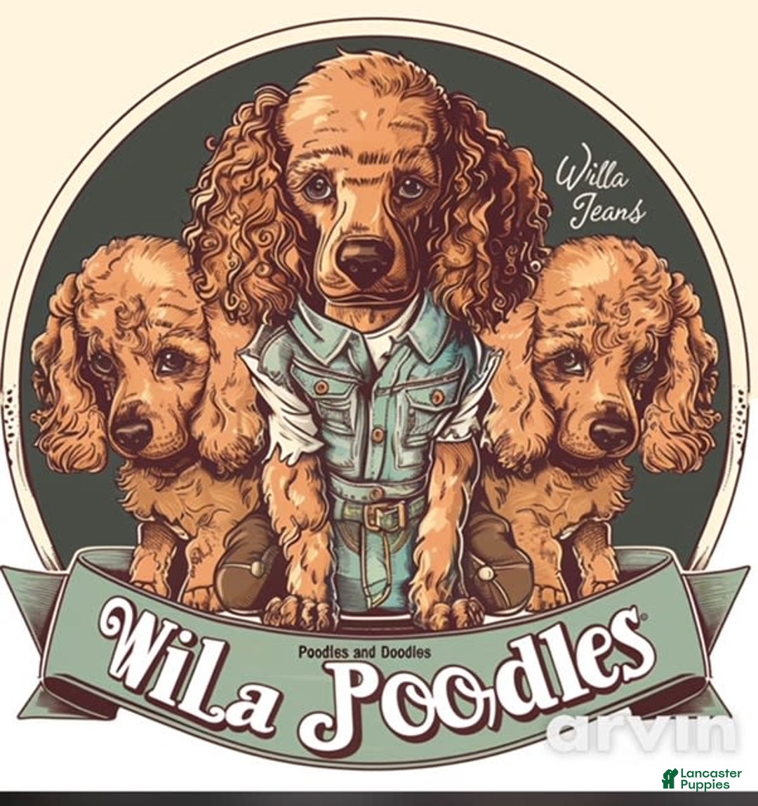 Goldendoodle dogs for sale: Lillies Litter - Image 5