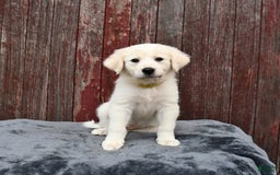 Great Pyrenees dogs for sale: Lemon - Image 2