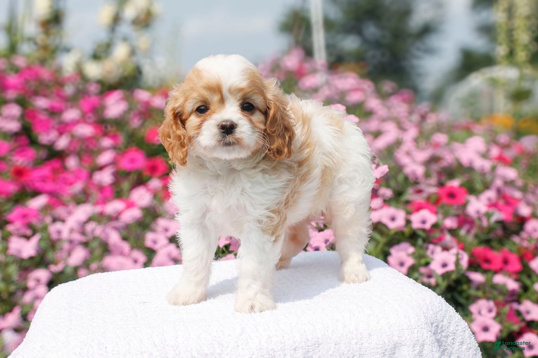 Cavapoo dogs for sale: Willow - Image 4