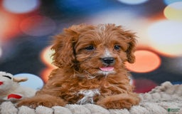 Cavapoo dogs for sale: Phoebe - Image 10