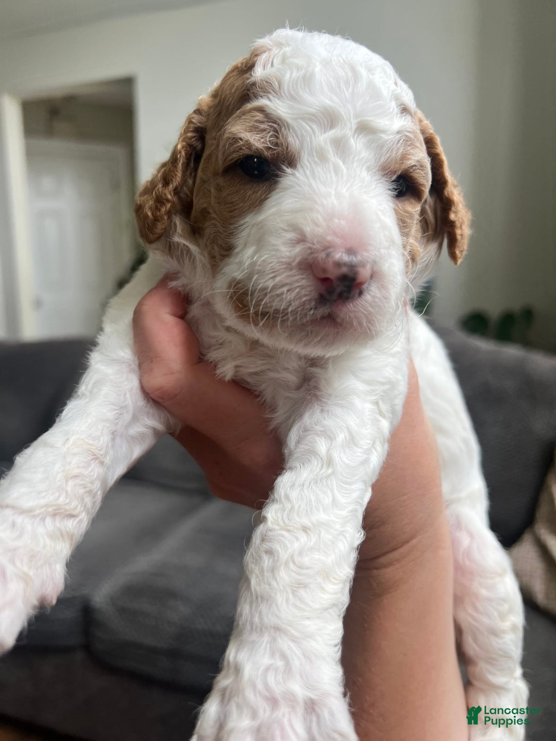 Goldendoodle dogs for sale: Muffin - Image 4