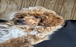 Toy Poodle dogs for sale: Lada - Image 2