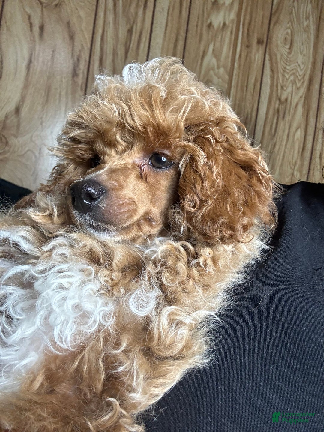 Toy Poodle dogs for sale: Lada - Image 2