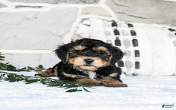Yochon dogs for sale: Tristin - Image 3