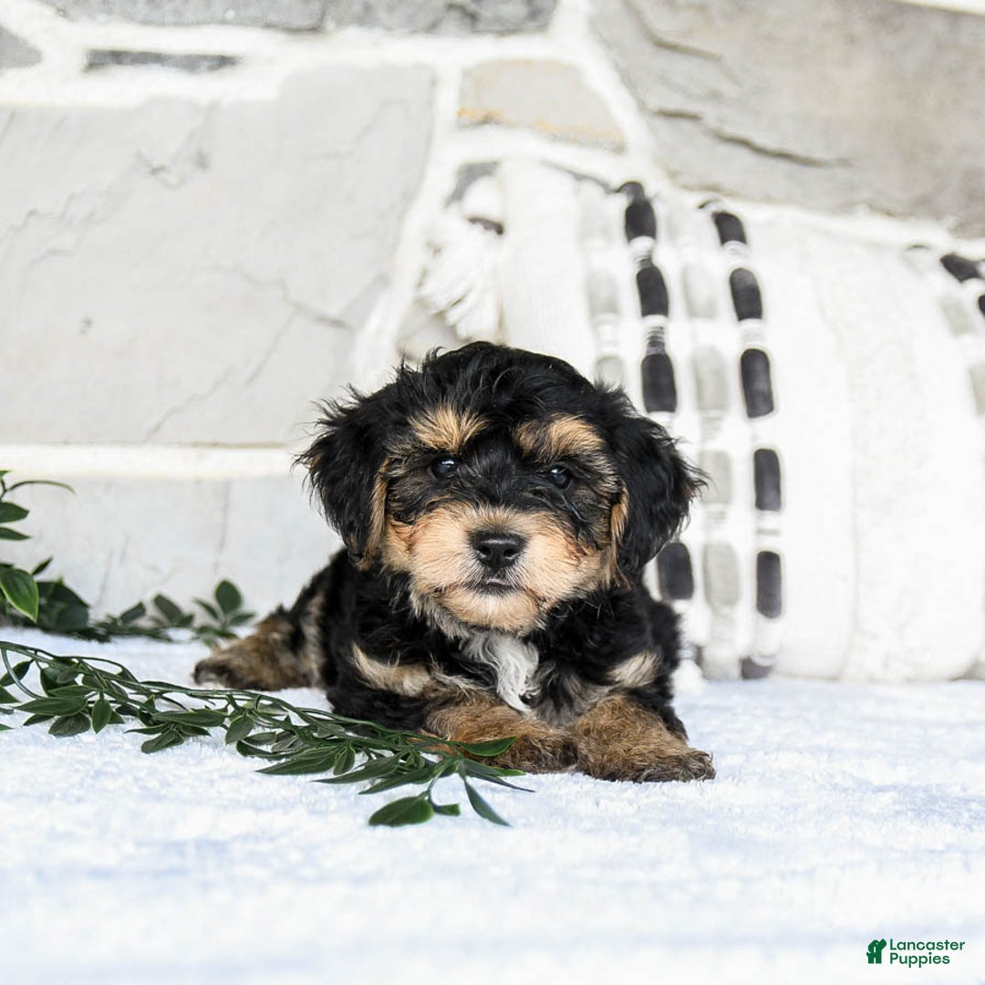 Yochon dogs for sale: Tristin - Image 3