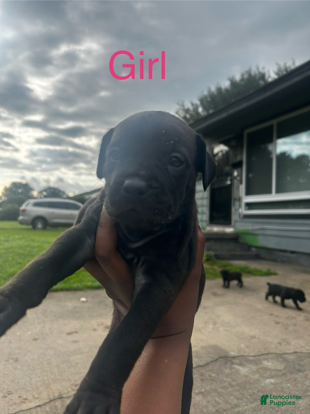 Cane Corso dogs for sale: Bella - Image 1