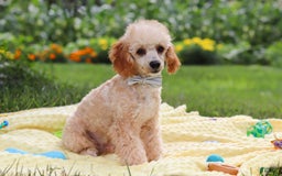 Miniature Poodle dogs for sale: Jazz - Image 7