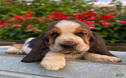 Basset Hound dogs for sale: Isabelle - Image 14