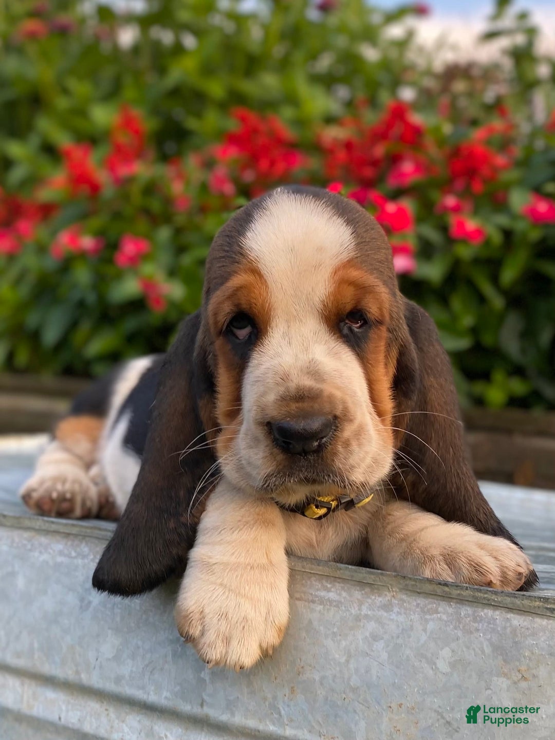 Basset Hound dogs for sale: Isabelle - Image 14