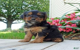 Yorkshire Terrier dogs for sale: Tucker - Image 6