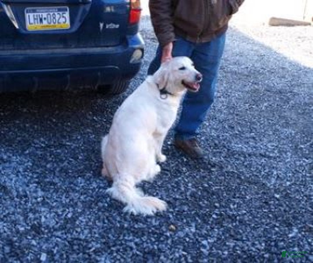 Golden Retriever dogs for sale: Costa - Image 19