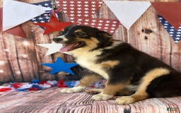 Australian Shepherd dogs for sale: Purple Collar Girl - Image 4