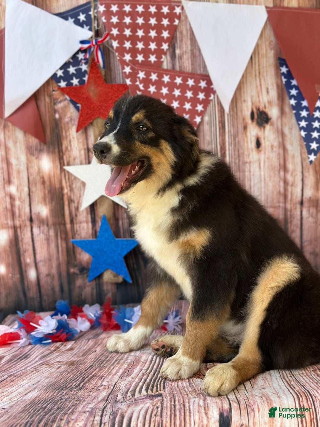 Australian Shepherd dogs for sale: Purple Collar Girl - Image 4