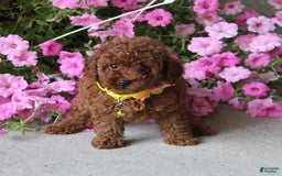 Toy Poodle dogs for sale: Tori - Image 3