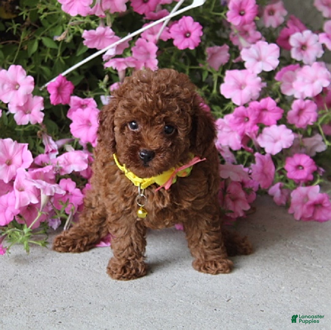 Toy Poodle dogs for sale: Tori - Image 3