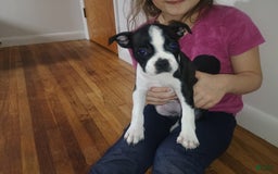 Boston Terrier dogs for sale: Lola - Image 2