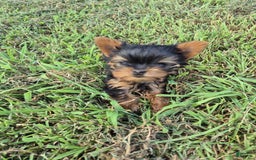 Yorkshire Terrier dogs for sale: Penny - Image 1