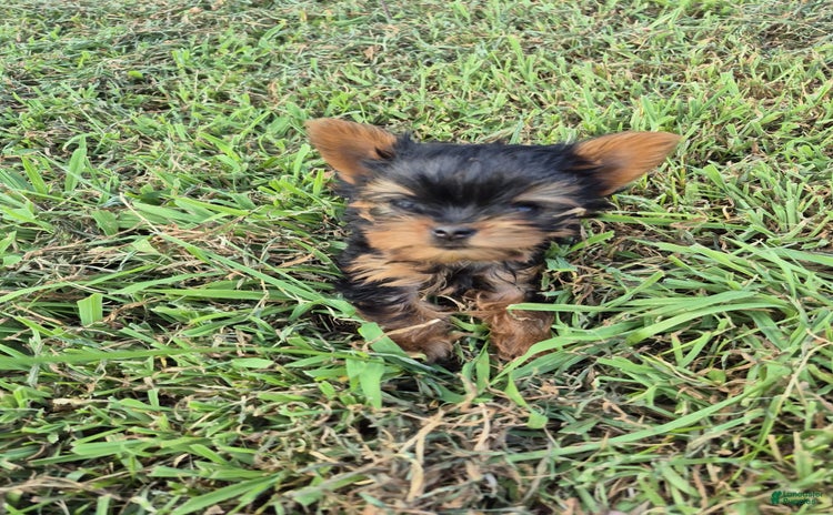 Yorkshire Terrier dogs for sale - Ad 1