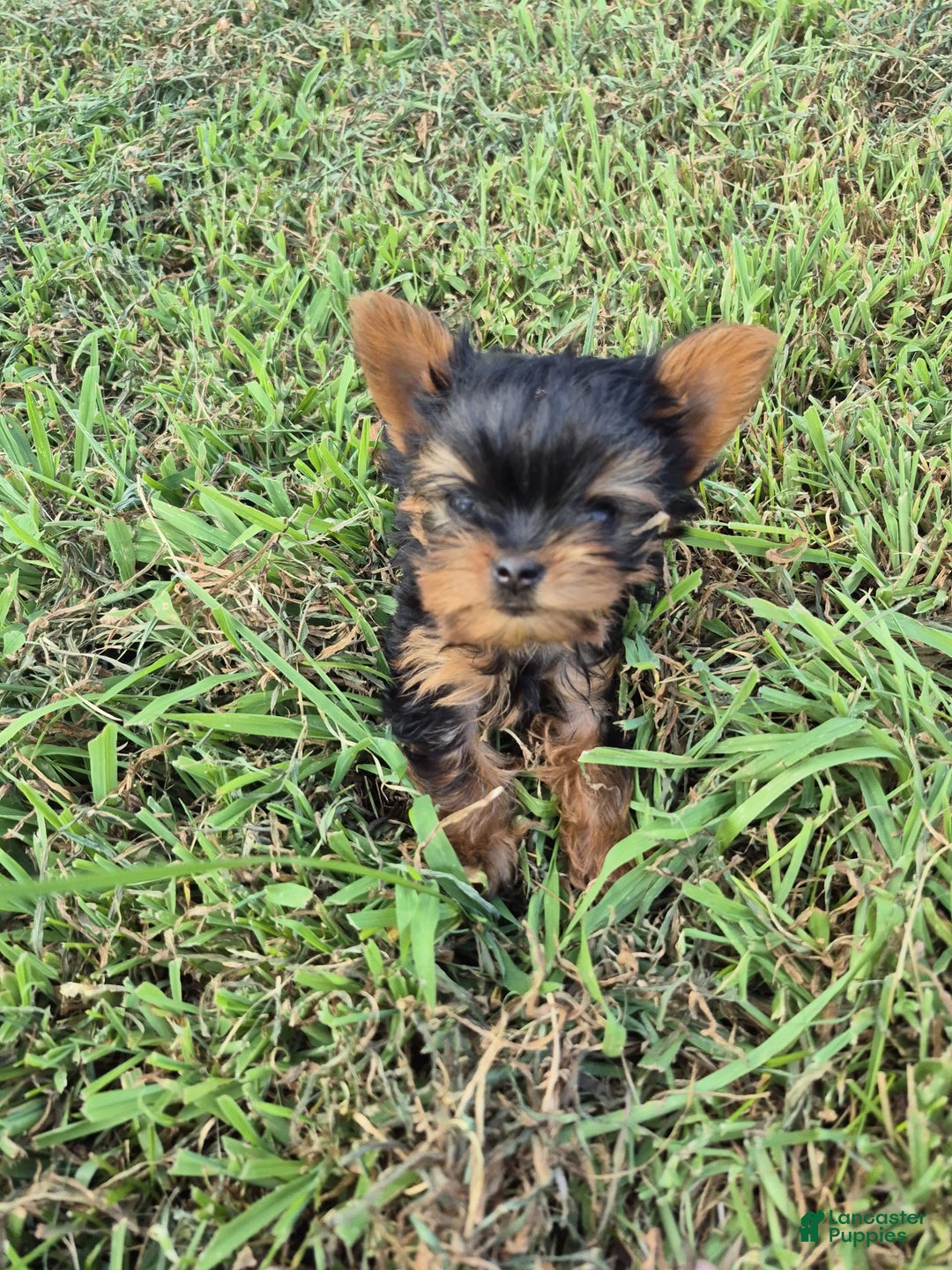 Yorkshire Terrier dogs for sale: Penny - Image 1