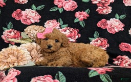 Bichpoo dogs for sale: Jessie - Image 4