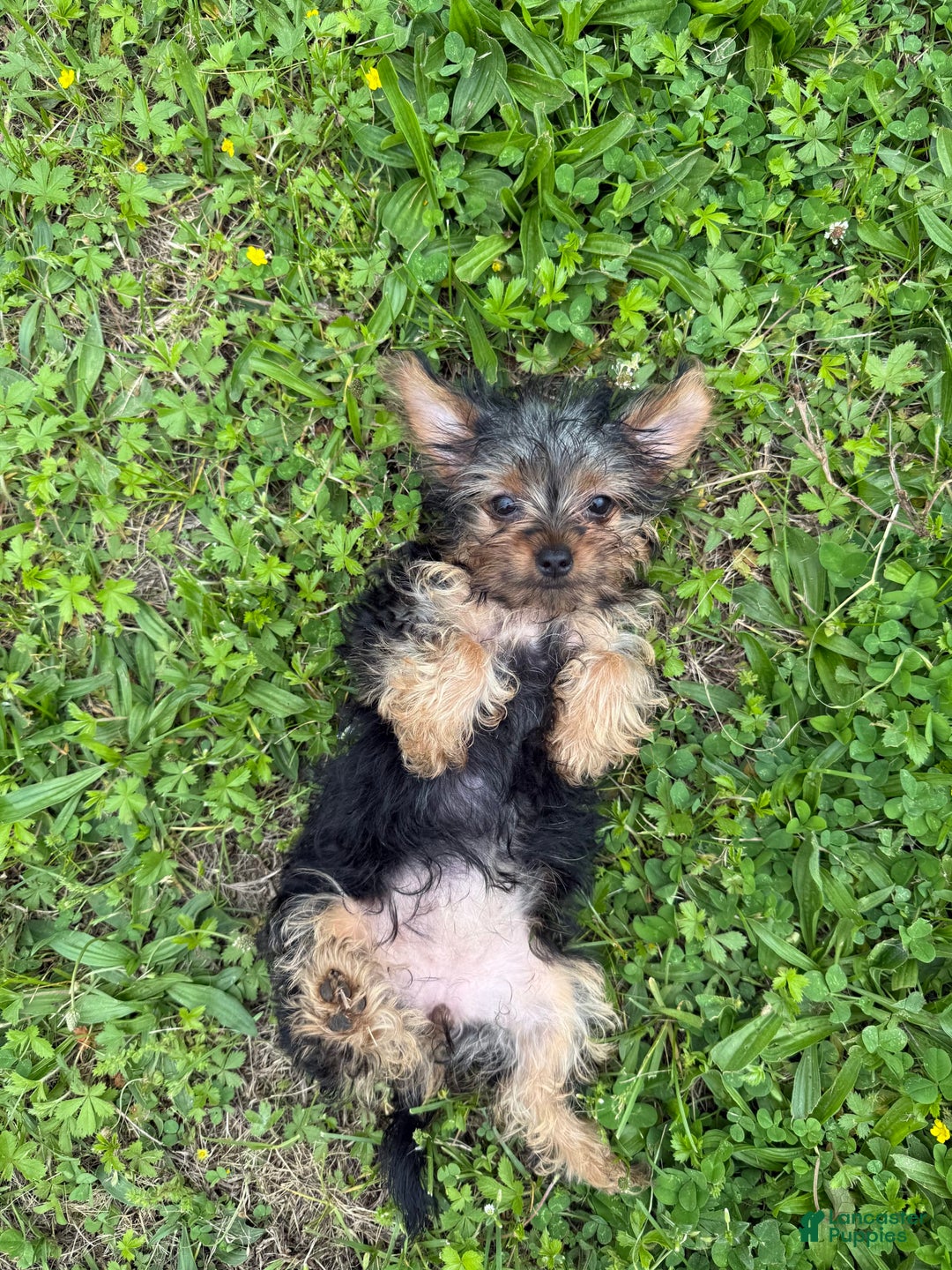 Yorkshire Terrier dogs for sale: Lola - Image 11