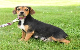Beabull dogs for sale: Violet - Image 10