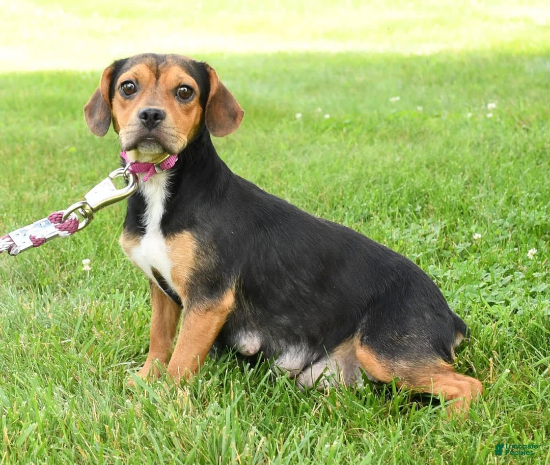 Beabull dogs for sale: Violet - Image 10