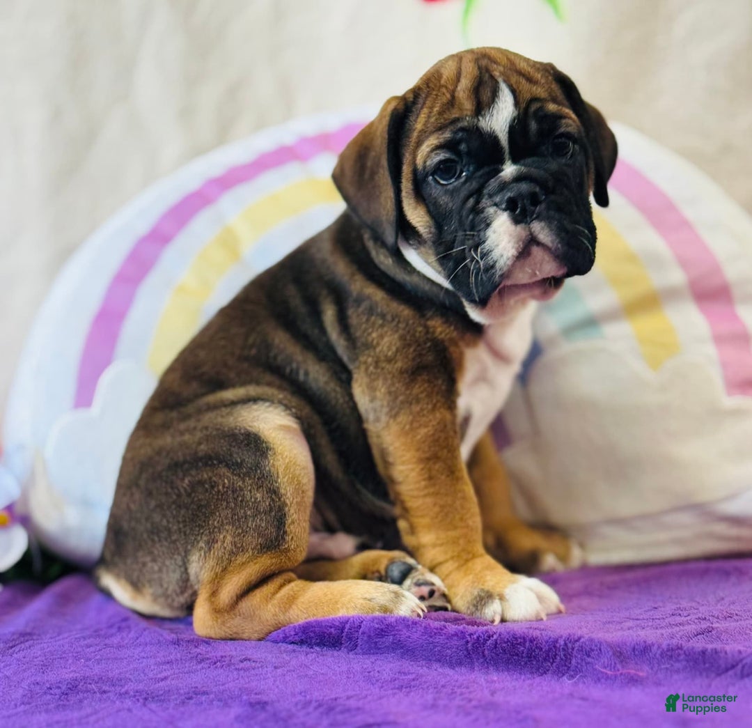 English Bulldog dogs for sale: Lance - Image 2