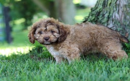 Cockapoo dogs for sale: Birdie - Image 2