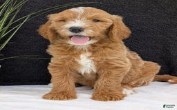 Goldendoodle dogs for sale: Parker - Image 15