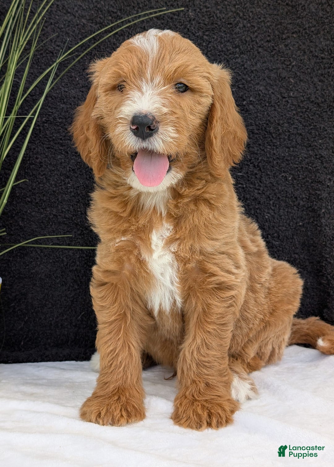 Goldendoodle dogs for sale: Parker - Image 15