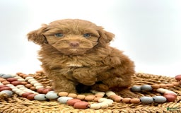 Mini Goldendoodle dogs for sale: Caine Mini Brown Based - Image 2