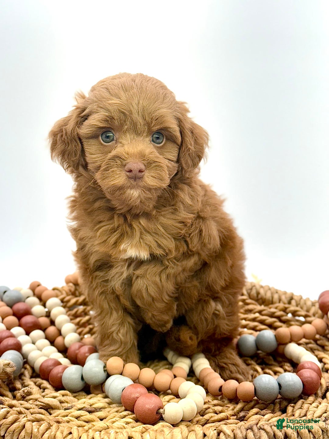 Mini Goldendoodle dogs for sale: Caine Mini Brown Based - Image 2