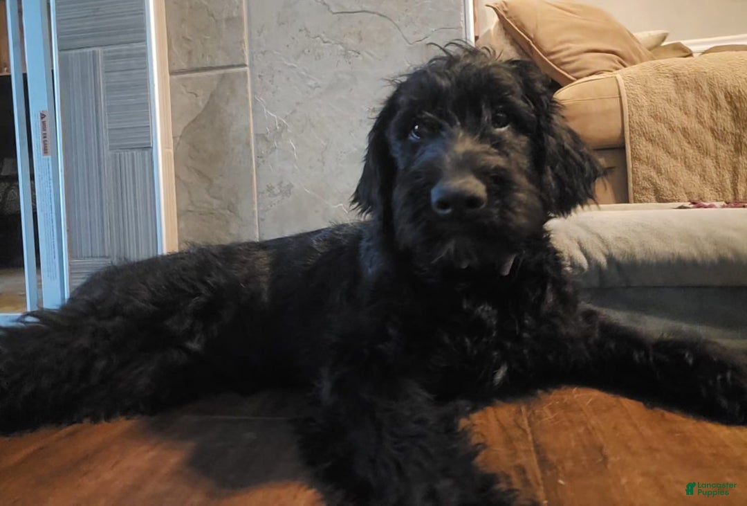 Labradoodle dogs for sale: Ruby - Image 21