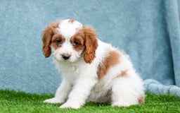 Cavapoo dogs for sale: Molly - Image 3