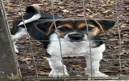 Beagle dogs for sale: Betsy - Image 1