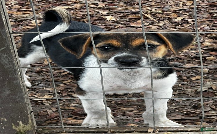 Beagle dogs for sale - Ad 3