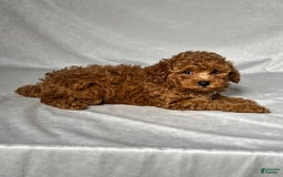 Miniature Poodle dogs for sale: Hudson - Image 5