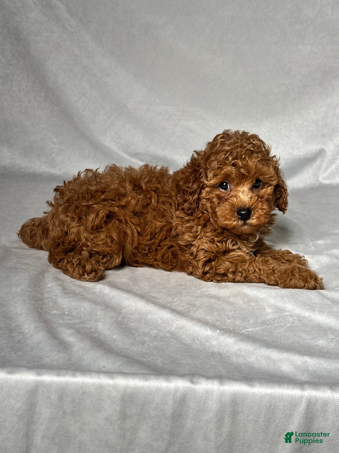 Miniature Poodle dogs for sale: Hudson - Image 5