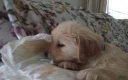 Golden Retriever dogs for sale: Hershey - Image 10