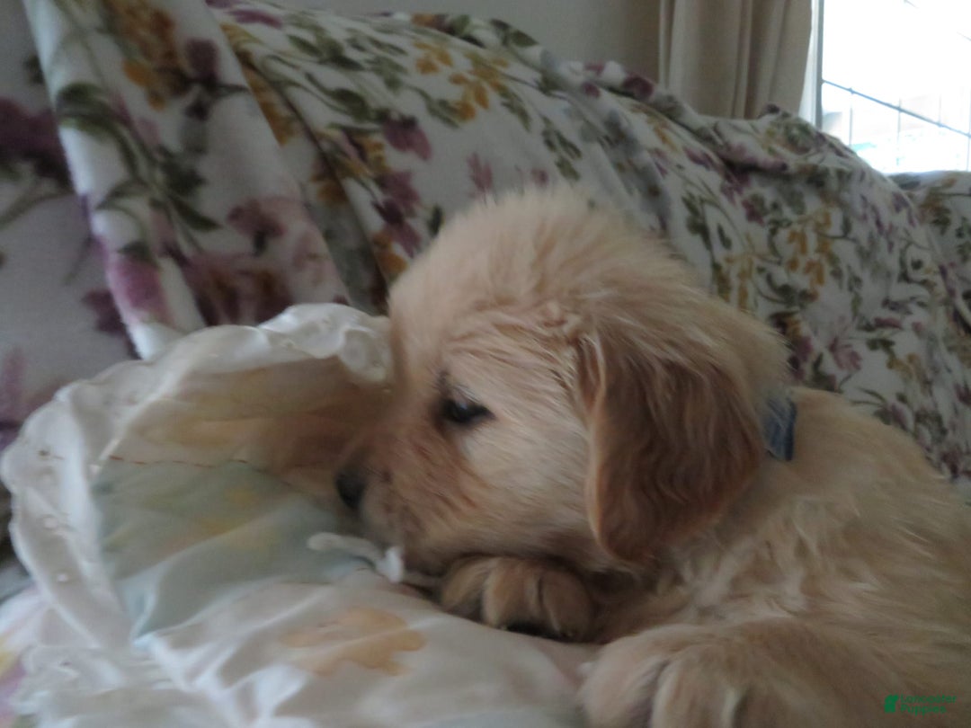 Golden Retriever dogs for sale: Hershey - Image 10