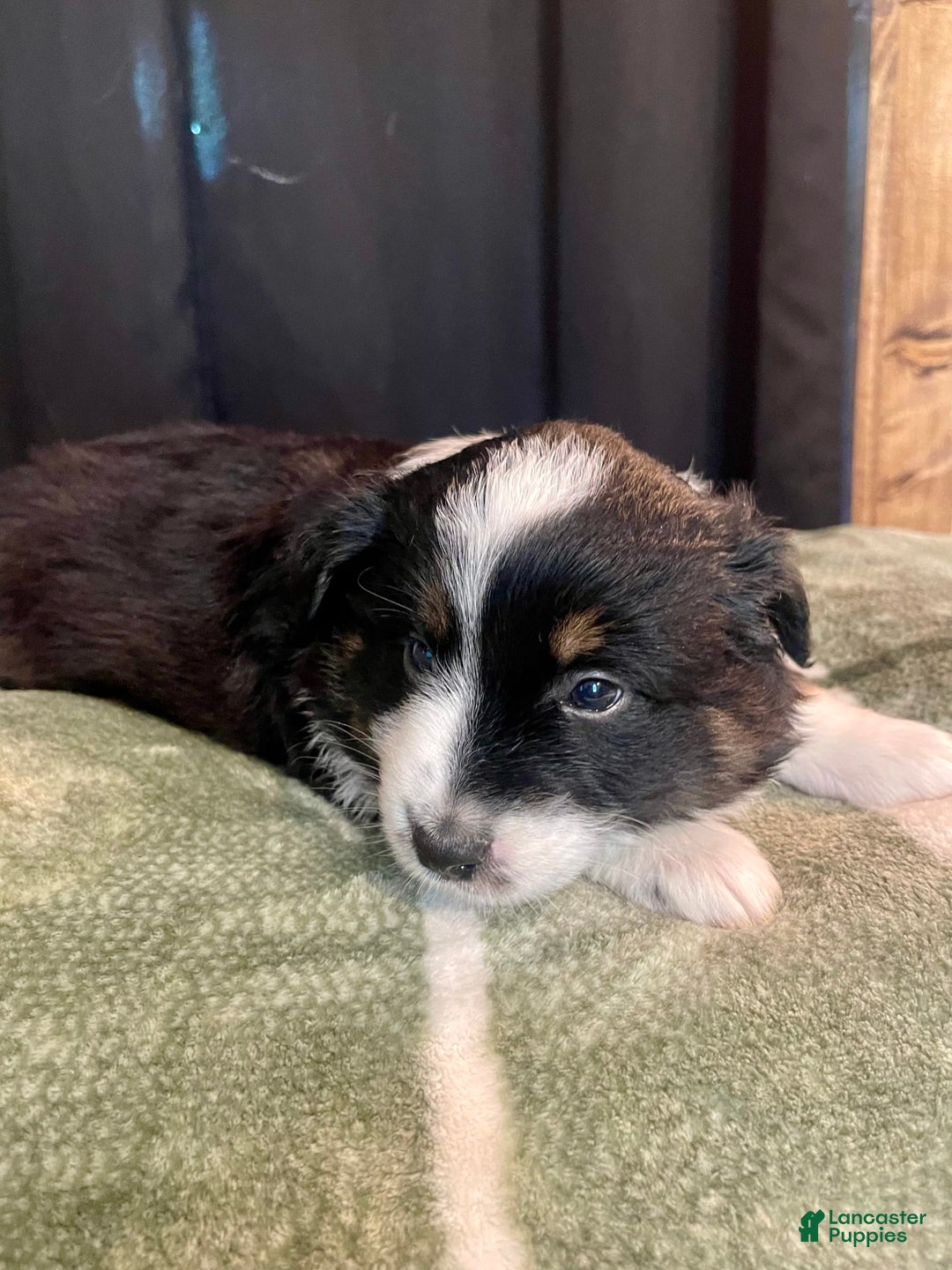 Australian Shepherd dogs for sale: Mako - Image 2