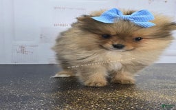 Pomeranian dogs for sale: Wish Bear - Image 7