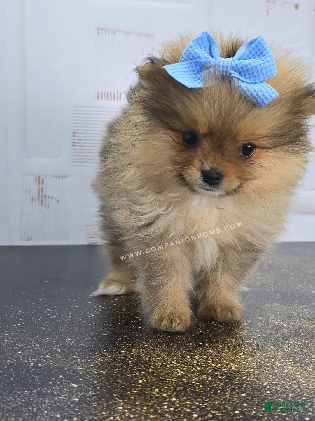 Pomeranian dogs for sale: Wish Bear - Image 7