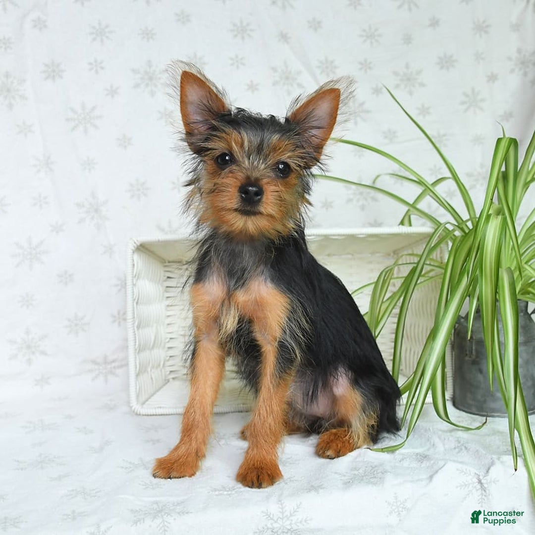 Yorkshire Terrier dogs for sale: Sophie - Image 7
