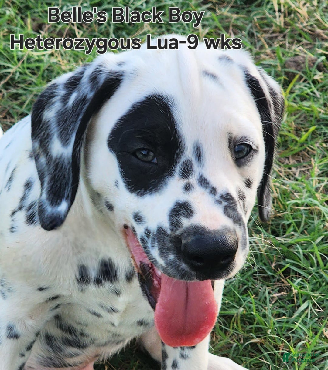 Dalmatian dogs for sale: Belles Black Lua Boy - Image 4