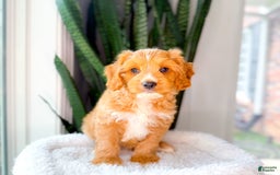 Cavapoo dogs for sale: Yager - Image 4