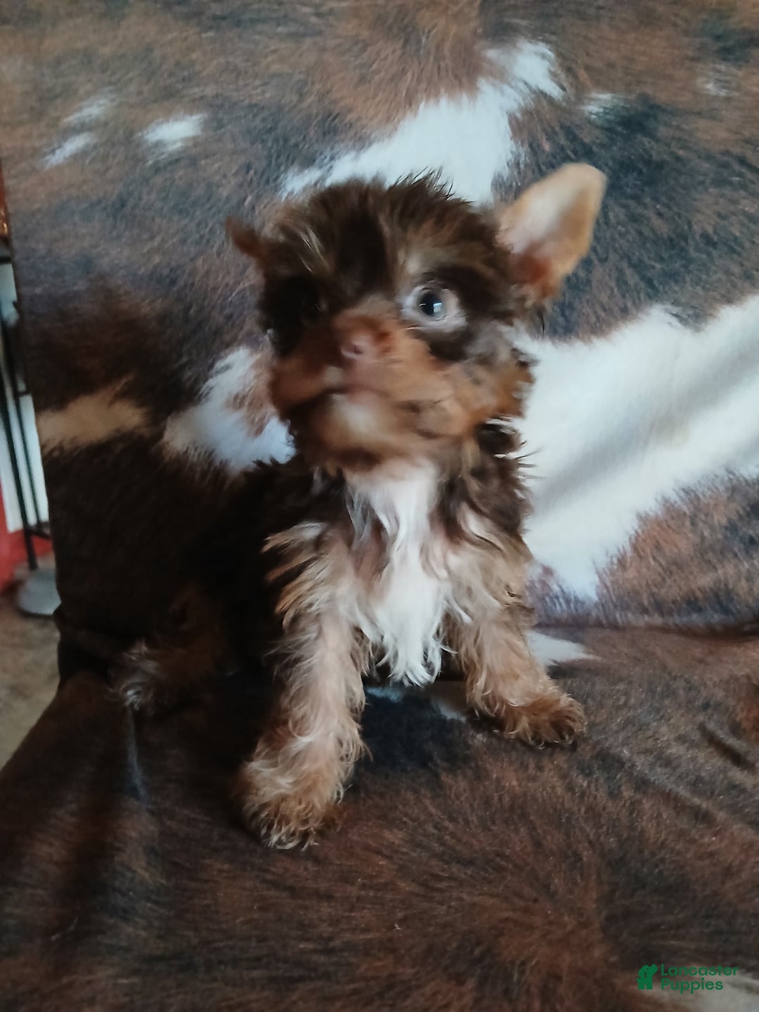 Yorkshire Terrier dogs for sale: Little Red - Image 4