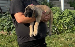 English Mastiff dogs for sale: Peanut - Image 9